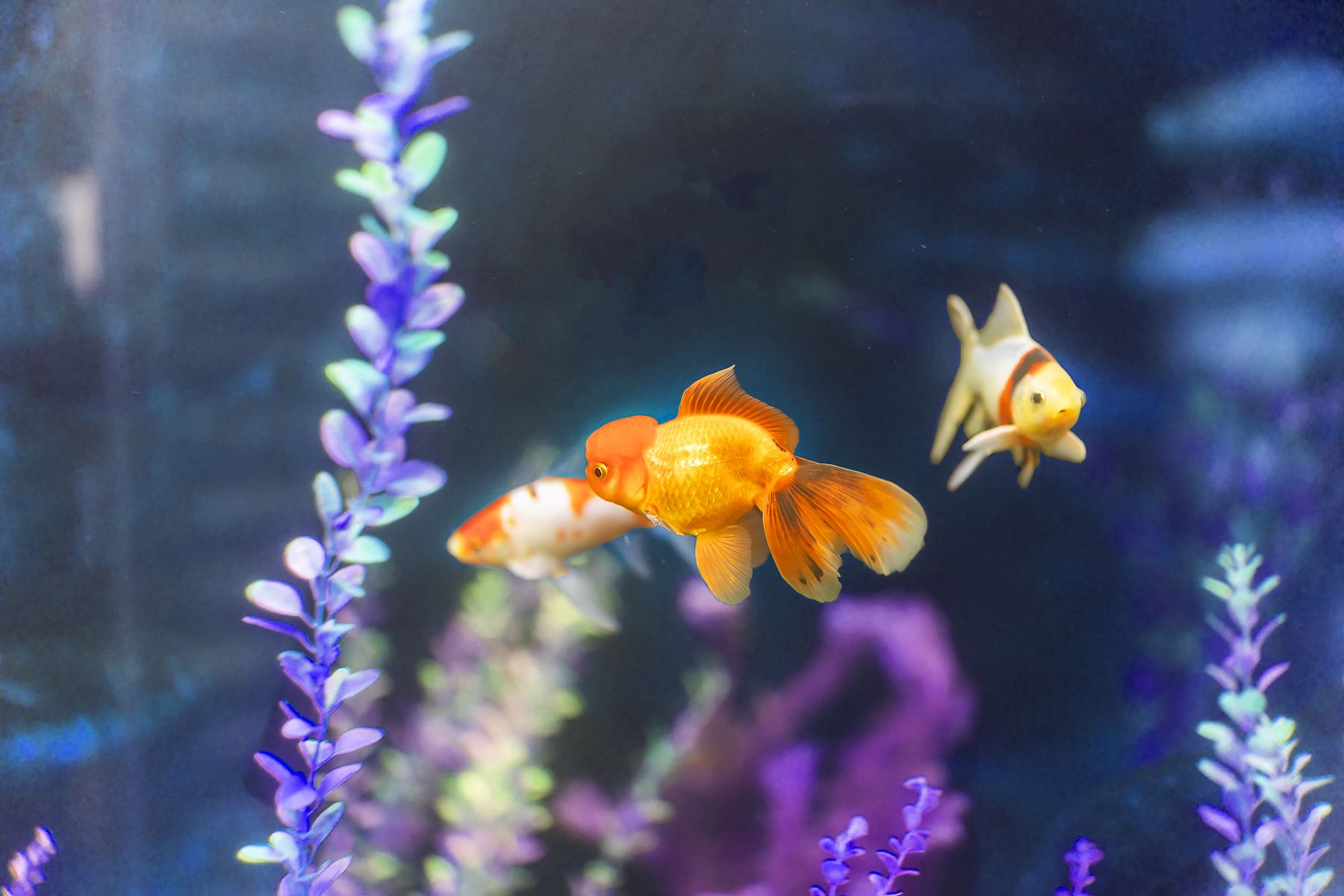 Fantail goldfish in our lobby aquarium