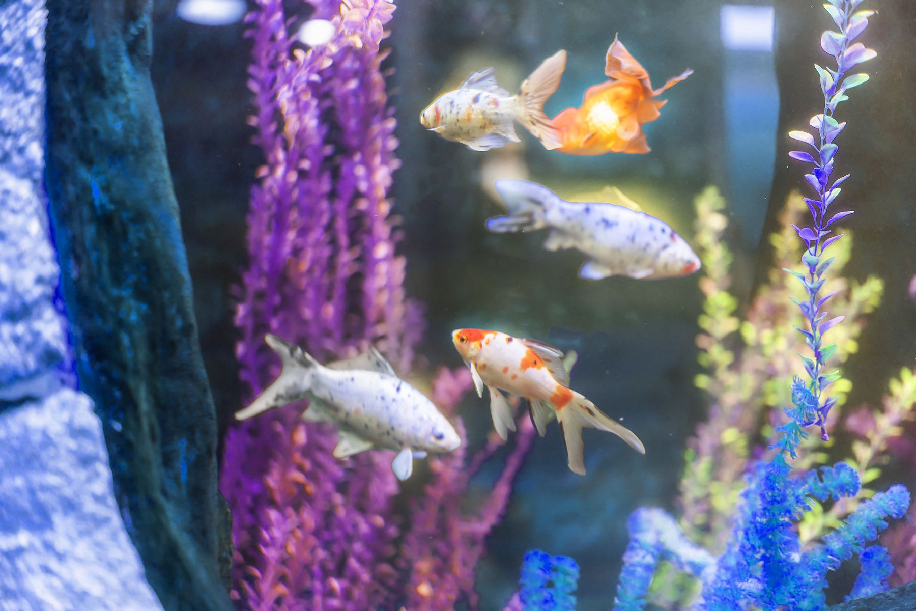 Goldfish schooling past the planted wall of our lobby aquarium
