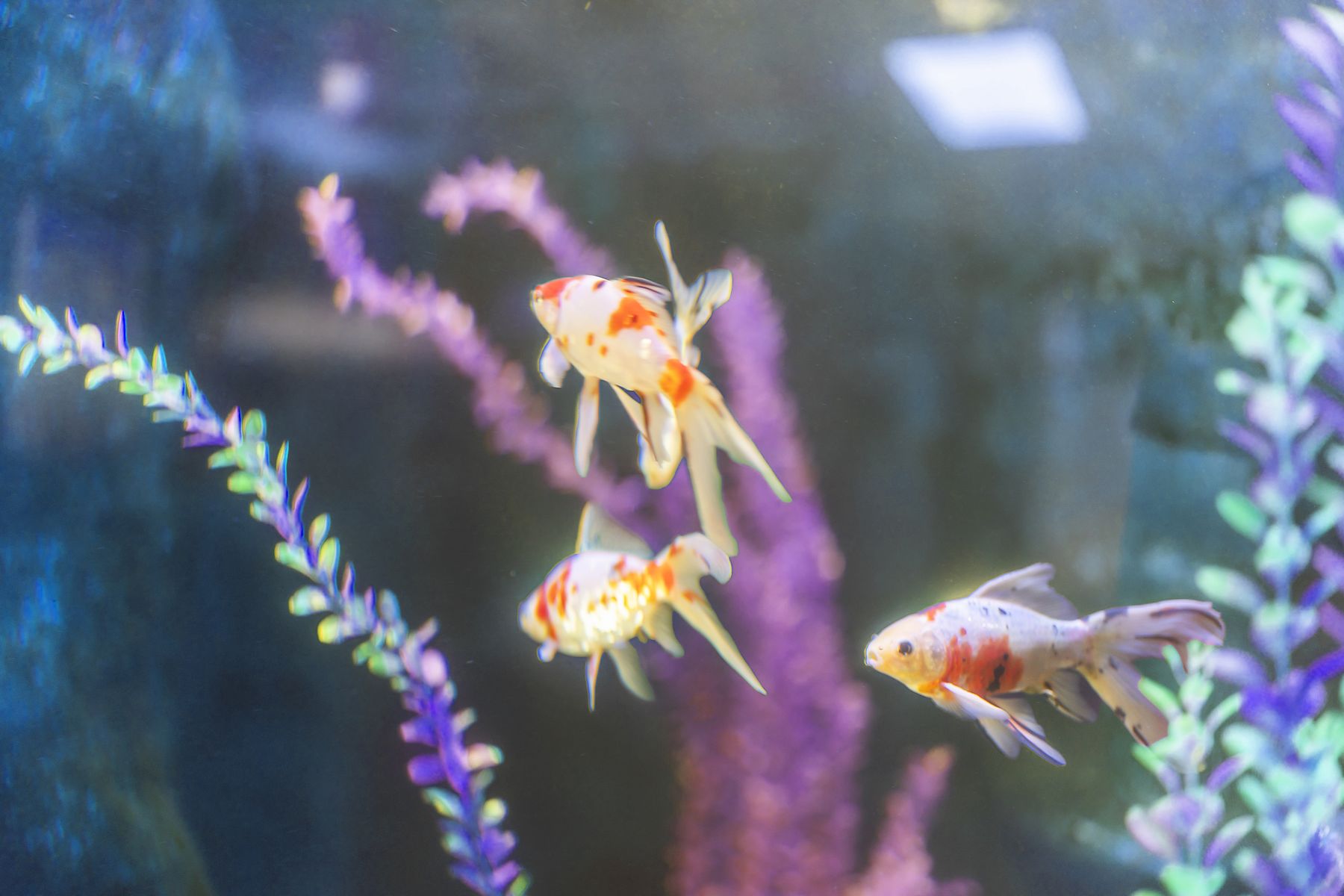 Three goldfish drifting past the planted back wall of the aquarium