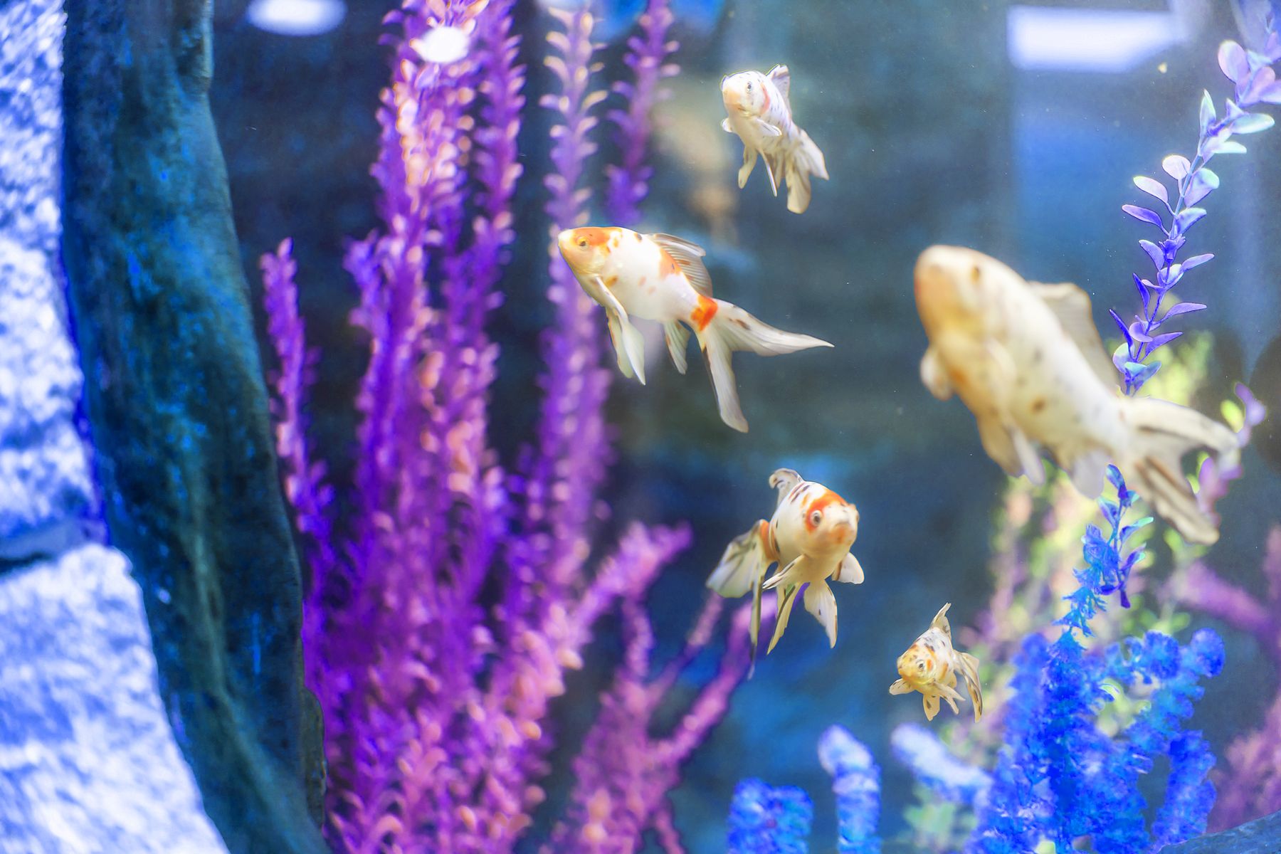 Goldfish and koi in the lobby aquarium at our Gold River office