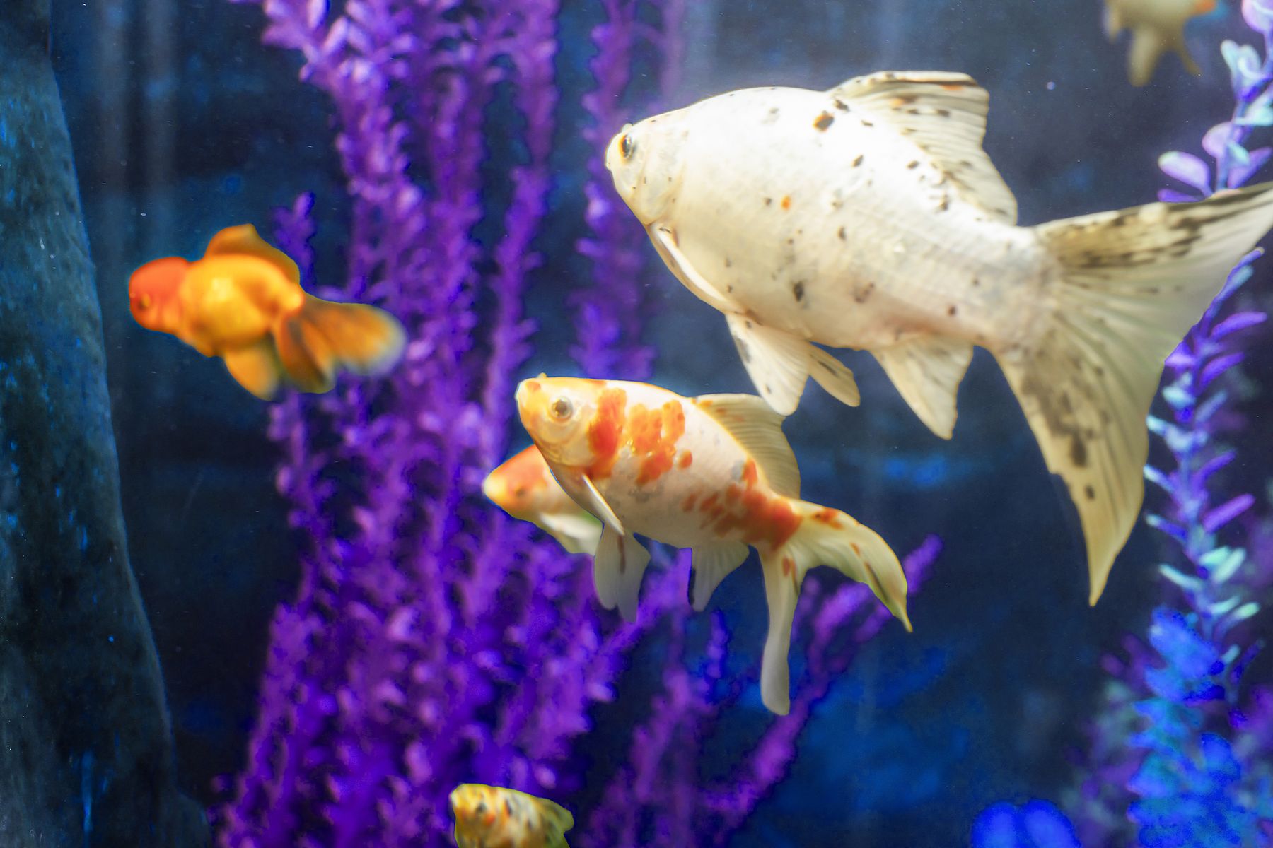 A large white koi and a calico goldfish in our lobby aquarium