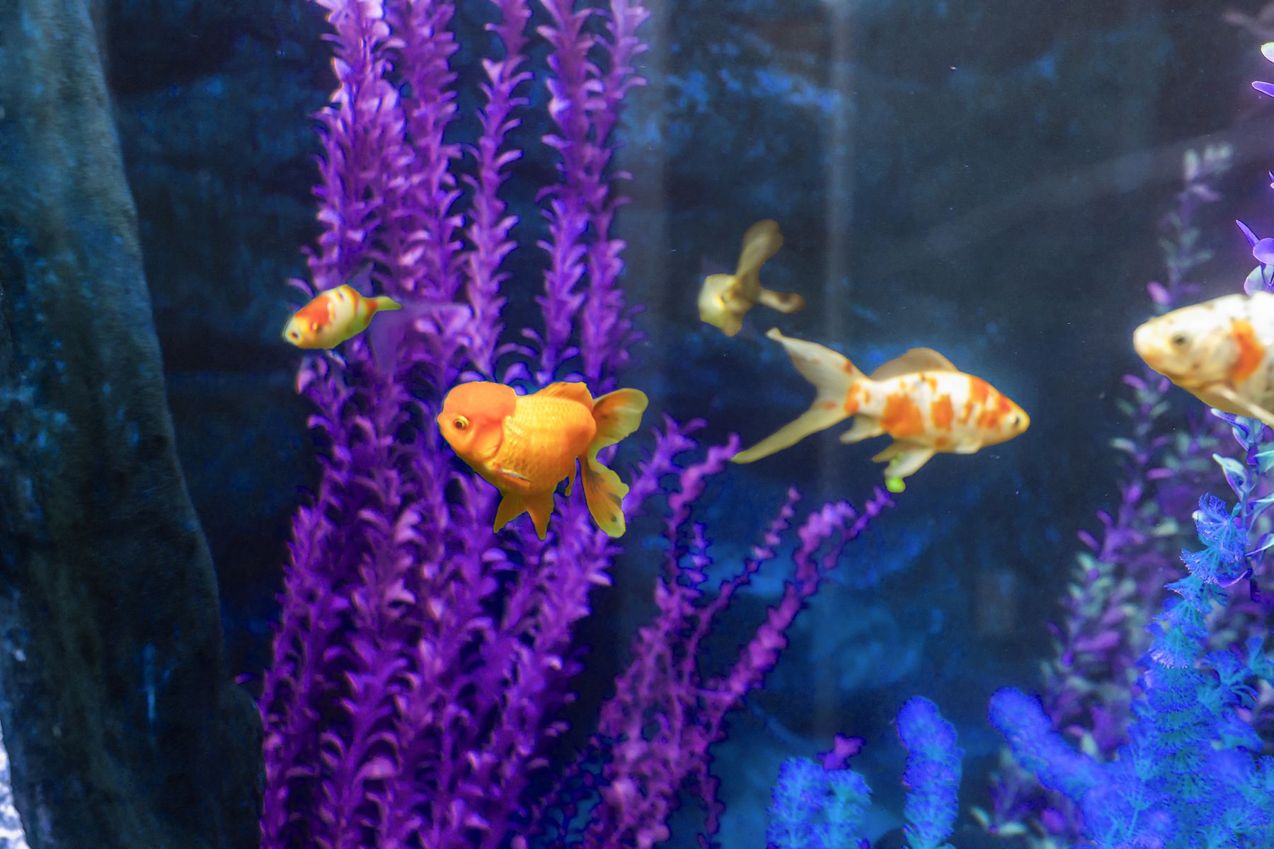 Goldfish among the purple and blue plants in our lobby aquarium