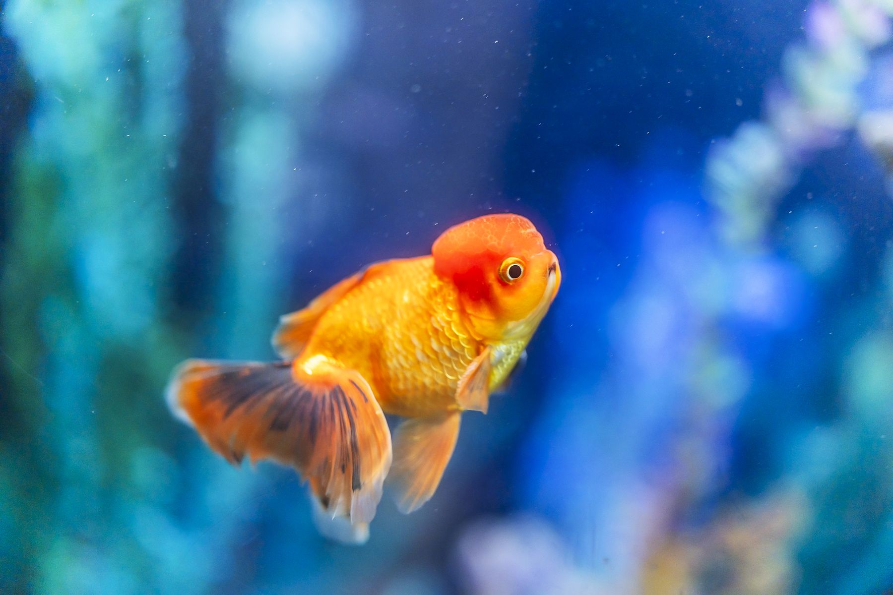 A goldfish in our lobby aquarium, a favorite with young patients