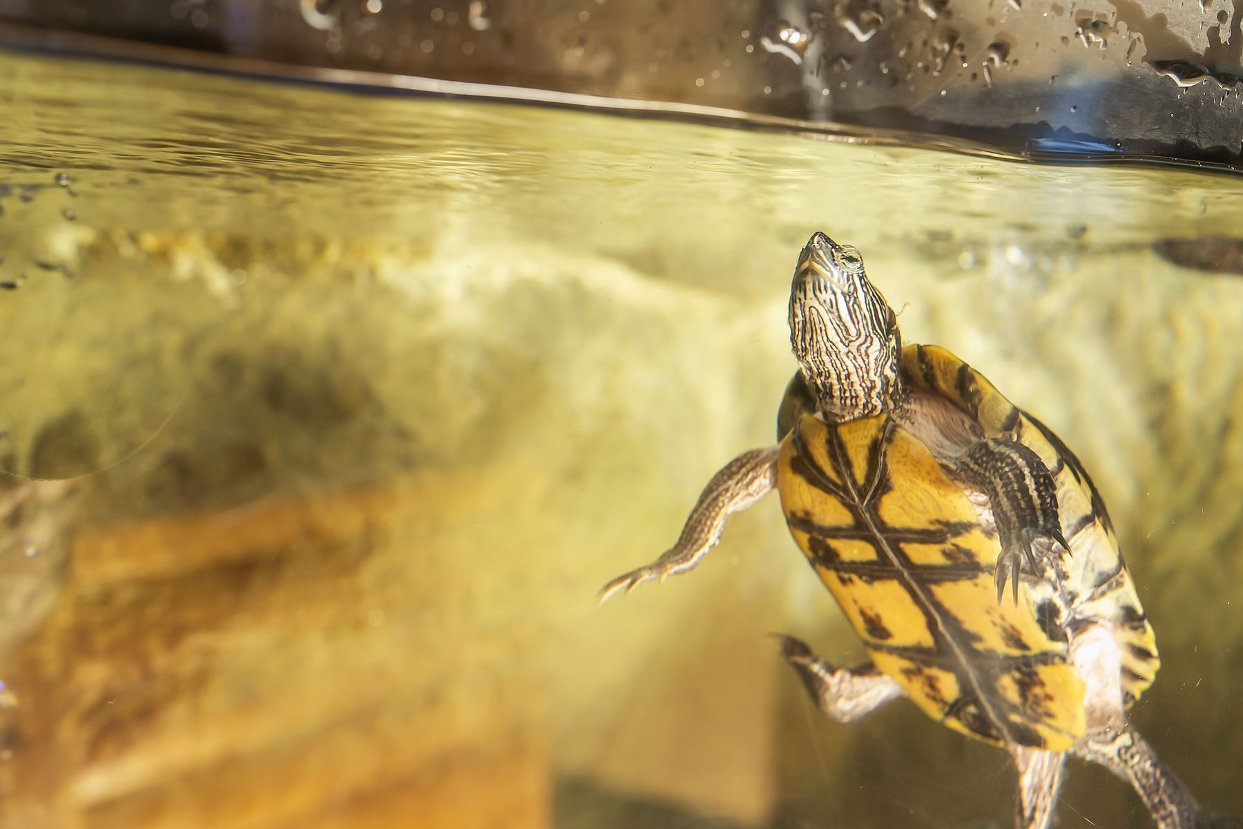 A slider turtle swimming up toward the surface of the office tank