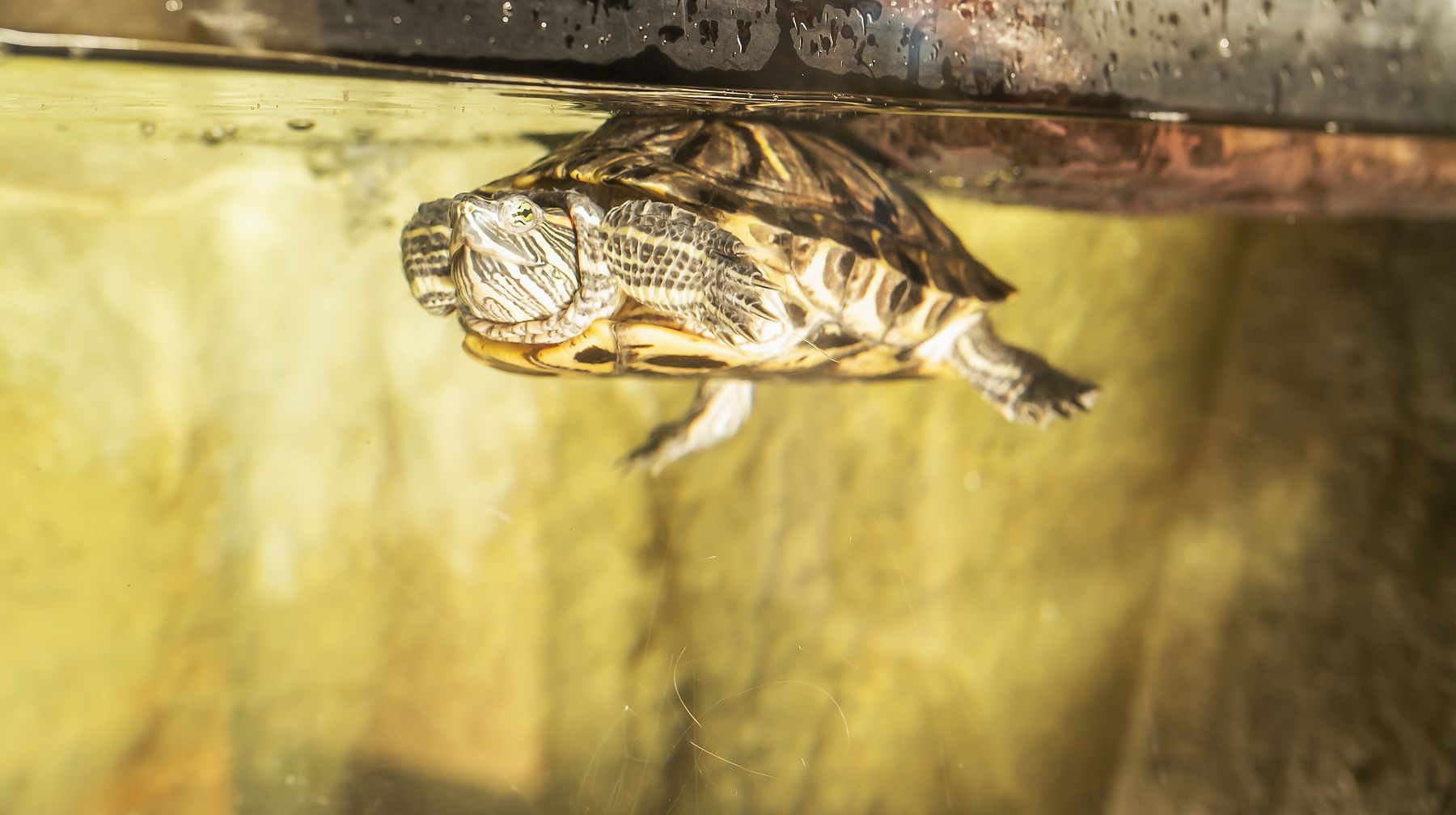 A turtle gliding through the office tank