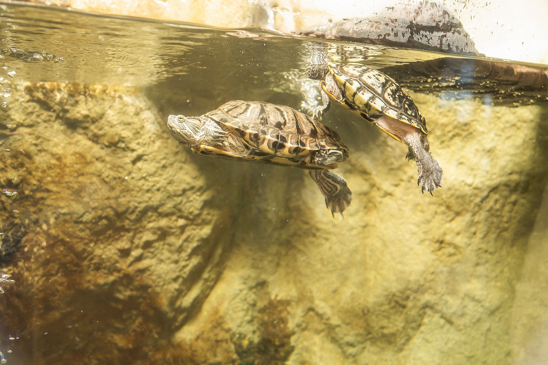A pair of turtles swimming together in the office tank