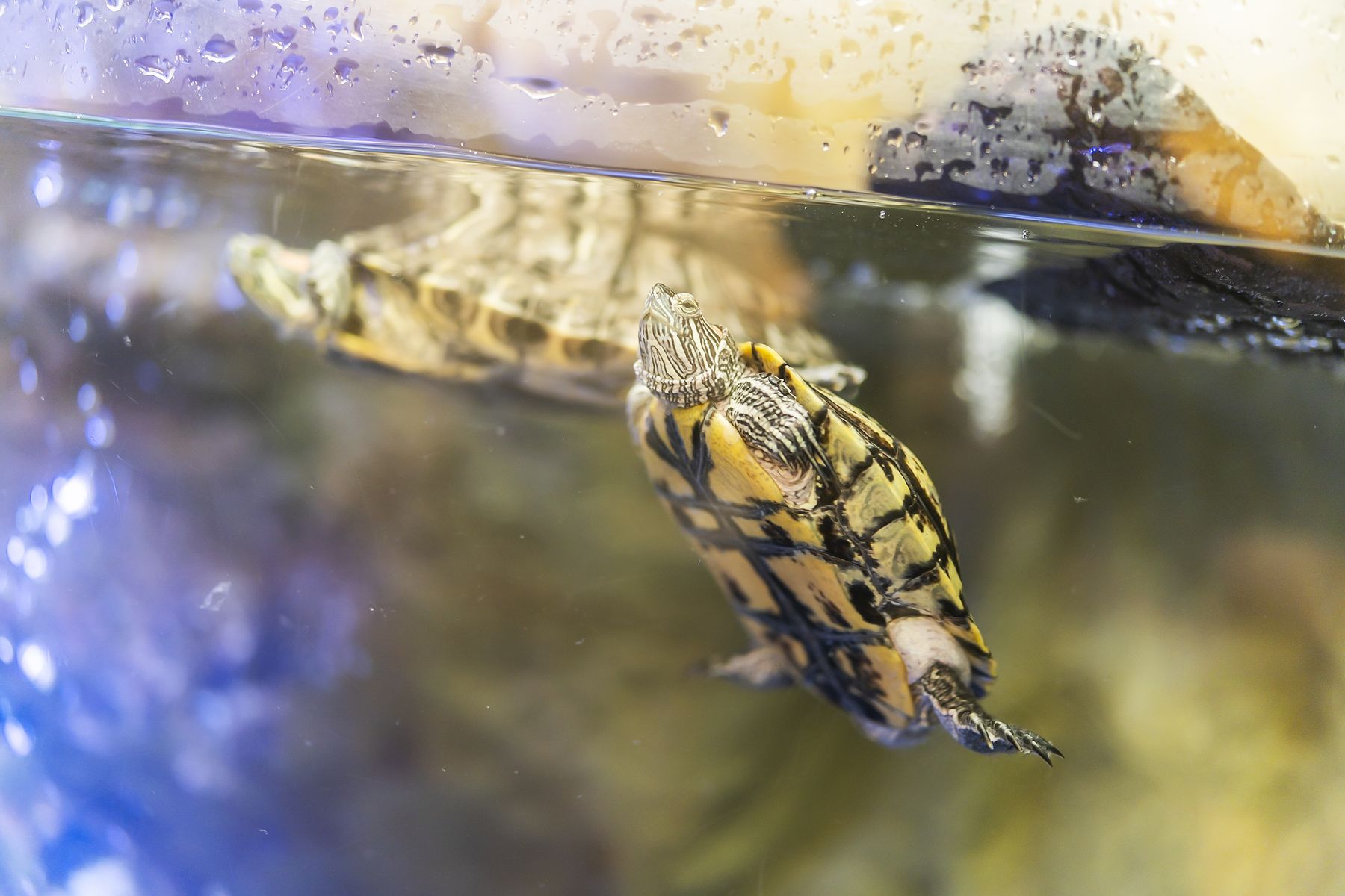 Two turtles surfacing in the office tank that patients help feed